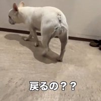 引き返す犬2