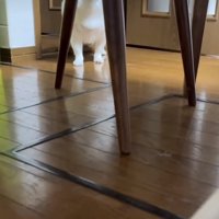 テーブルの下の犬