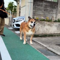 前を見る犬2