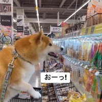おやつ棚を見て驚いたような顔の犬