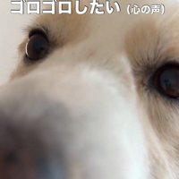 飼い主の体の上に寝転がるボーダーコリー
