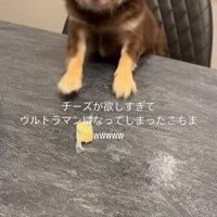 チーズを取りたいココちゃん5