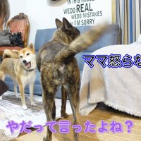 お説教するママさん
