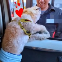 スタッフさんに撫でてもらう犬3