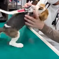 どうにかして手の中から抜け出そうとする犬