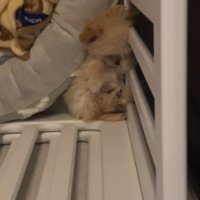 ブランちゃんの寝姿2