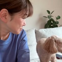 そっぽを向く小型犬