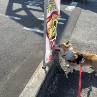のぼり旗
