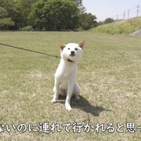 お散歩しようとしたら座り込んで拒否