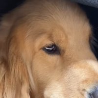 悪い目つきの大型犬