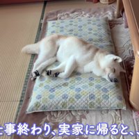 柴犬のあいちゃん