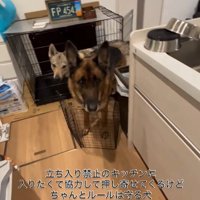 キッチンに入りたいダズくん＆ベネッタちゃん⑩