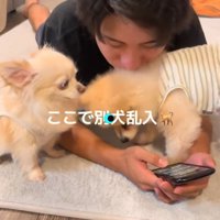 別の犬が乱入