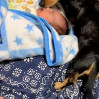 鼻先で赤ちゃんに触れるワンコ