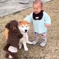 2匹の犬と赤ちゃん