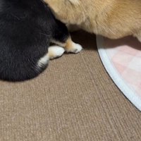豆柴子犬2匹が…