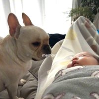 ぶうちゃんと赤ちゃん3