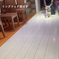 横を向く犬