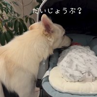 赤ちゃんが泣いた時のワンダくん9