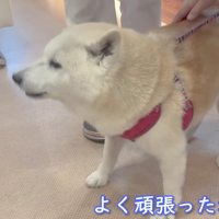 「よく頑張ったね」