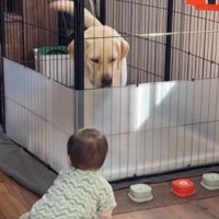 見つめあう