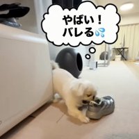焦る犬