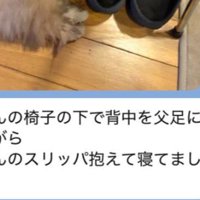 愛犬の写真が送られてきた