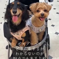 ポコくんの耳の変化⑩