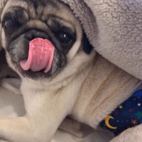 飼い主を見て自分の口元を舐める犬