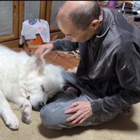 耳を触られる犬
