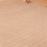 横を向く犬