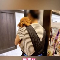 抱っこされるトイプードルのパピー