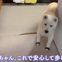 玄関にやってきた老犬