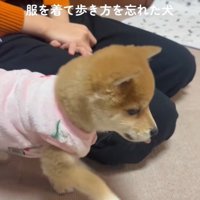 前足を出す小雪ちゃん