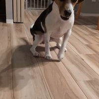 ペルルちゃんの「待て」6