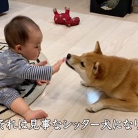 赤ちゃんが差し出してきた手を舐める犬