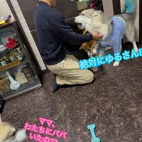 パパさん帰宅時のワンコたち7