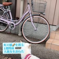家の前に座り込む犬