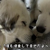 ぼんぼんちゃんも幸せそう