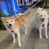 ニコニコ