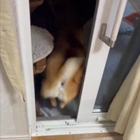 コント