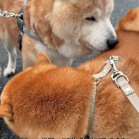 お散歩は難しくても…