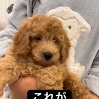 眠る犬1