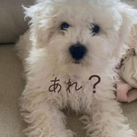 大きくなってきたむぎ君