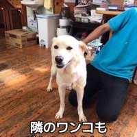 撫でられるもなかちゃん