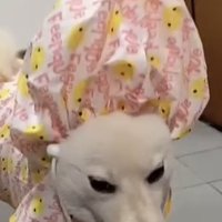 頭の部分が盛り上がった犬