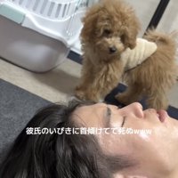 寝ている男性を見つめるトイプー