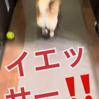 玄関へダッシュ！