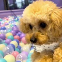 飼い主の足に前足を乗せる兄犬