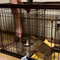 ケージに入った福ちゃん